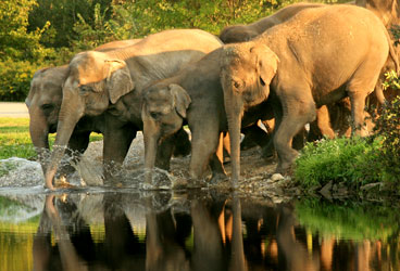 STEPiNN-MUDUMALAI WILDLIFE SANCTUARY